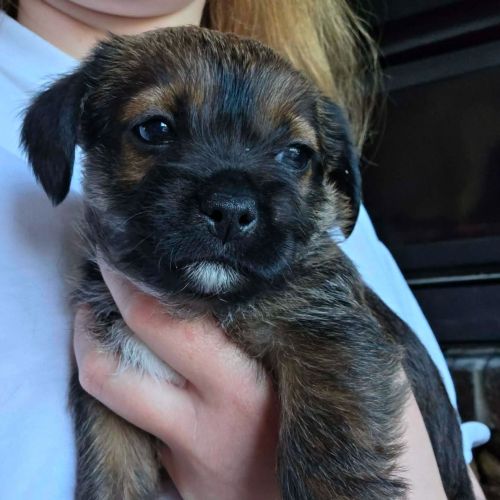 #BE2614649 - Chien à Adopter #BE2614649 - Chien à Adopter