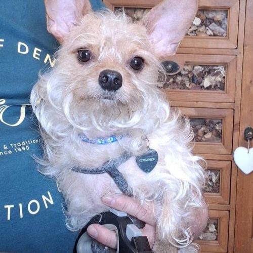 #BE2614650 - Chien à Adopter #BE2614650 - Chien à Adopter