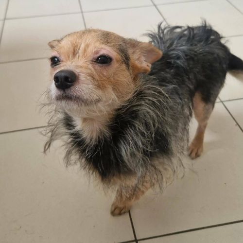 #BE2614651 - Chien à Adopter #BE2614651 - Chien à Adopter