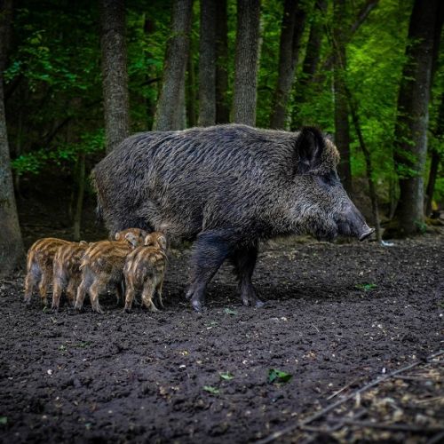 Forêt : Sanglier avec 4 marcassins Forêt : Sanglier avec 4 marcassins