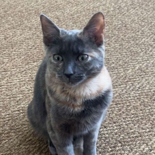 #BE2614653 - Luna, chat perdu à Uccle - AnimalWeb Belgique #BE2614653 - Luna, chat perdu à Uccle - AnimalWeb Belgique