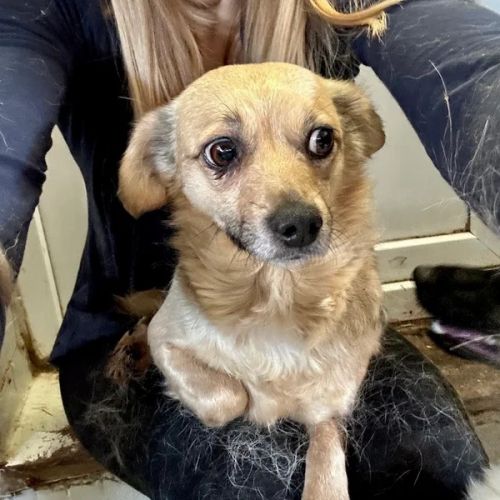 #BE2614654 - Adna, chien croisé à adopter – AnimalWeb Belgique #BE2614654 - Adna, chien croisé à adopter – AnimalWeb Belgique