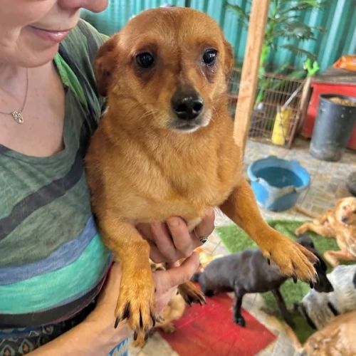 #BE2614655 - Cristale, chien croisé à adopter – AnimalWeb Belgique #BE2614655 - Cristale, chien croisé à adopter – AnimalWeb Belgique