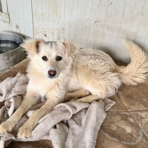 #BE2614656 - Moon, chien croisé à adopter – AnimalWeb Belgique #BE2614656 - Moon, chien croisé à adopter – AnimalWeb Belgique