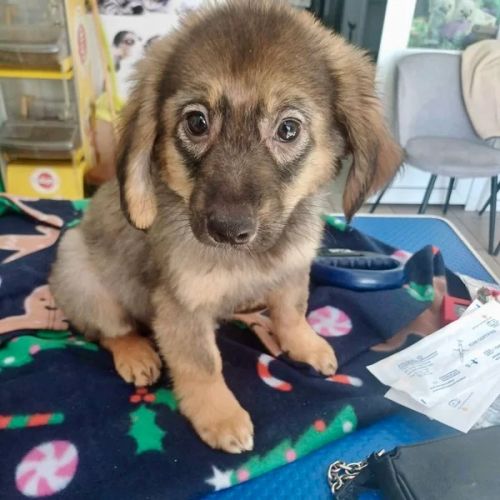 #BE2614657 - Cherry, chien croisé à adopter – AnimalWeb Belgique #BE2614657 - Cherry, chien croisé à adopter – AnimalWeb Belgique