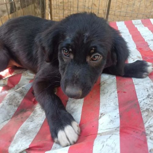#BE2614658 - Cia, chien croisé à adopter – AnimalWeb Belgique #BE2614658 - Cia, chien croisé à adopter – AnimalWeb Belgique