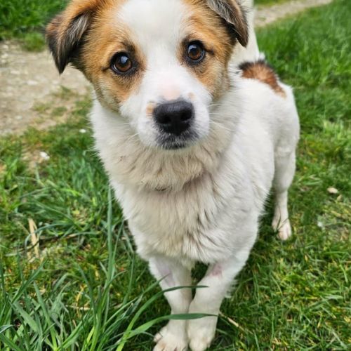 #BE2614659 - Caline, chien croisé à adopter – AnimalWeb Belgique #BE2614659 - Caline, chien croisé à adopter – AnimalWeb Belgique