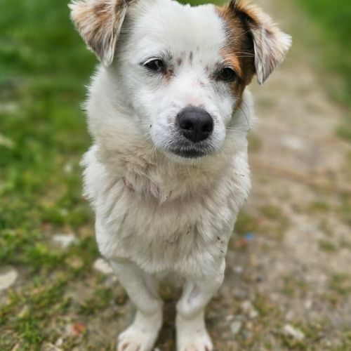 #BE2614660 - Bisou, chien croisé à adopter – AnimalWeb Belgique #BE2614660 - Bisou, chien croisé à adopter – AnimalWeb Belgique