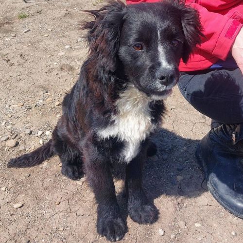 #BE2614661 - Pilou, chien croisé à adopter – AnimalWeb Belgique #BE2614661 - Pilou, chien croisé à adopter – AnimalWeb Belgique