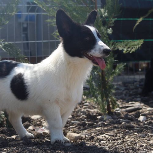 #BE2614662 - Shirley, chien croisé à adopter – AnimalWeb Belgique #BE2614662 - Shirley, chien croisé à adopter – AnimalWeb Belgique