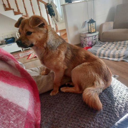 #BE2614663 - Bandolero , chien croisé à adopter – AnimalWeb Belgique #BE2614663 - Bandolero , chien croisé à adopter – AnimalWeb Belgique