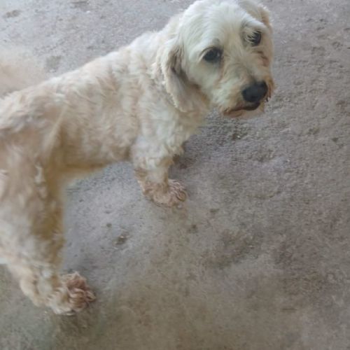 #BE2614664 - Sasha, chien croisé à adopter – AnimalWeb Belgique #BE2614664 - Sasha, chien croisé à adopter – AnimalWeb Belgique