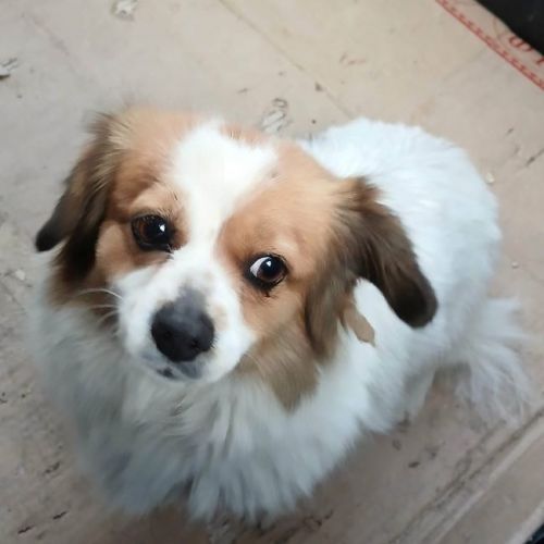 #BE2614665 - Rosita, chien croisé à adopter – AnimalWeb Belgique #BE2614665 - Rosita, chien croisé à adopter – AnimalWeb Belgique