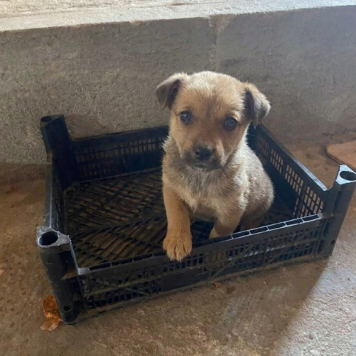 #BE2614666 - Kiwi, chien croisé à adopter – AnimalWeb Belgique #BE2614666 - Kiwi, chien croisé à adopter – AnimalWeb Belgique