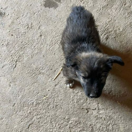 #BE2614667 - Niko, chien croisé à adopter – AnimalWeb Belgique #BE2614667 - Niko, chien croisé à adopter – AnimalWeb Belgique