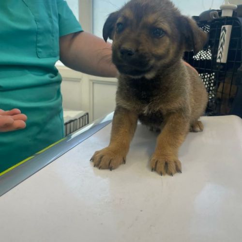 #BE2614668 - Rusty, chien croisé à adopter – AnimalWeb Belgique #BE2614668 - Rusty, chien croisé à adopter – AnimalWeb Belgique