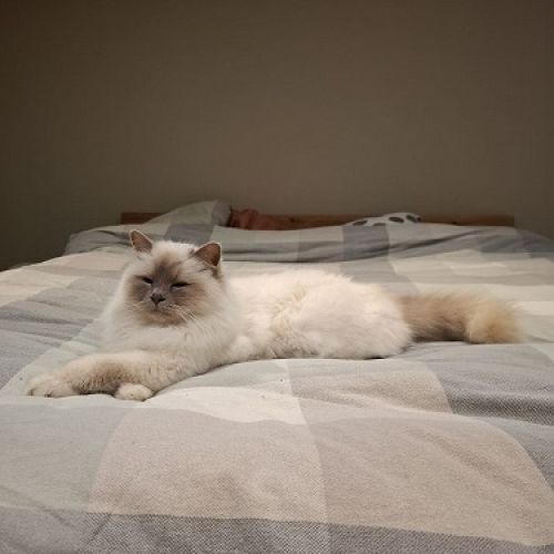 #BE2614672 - Coton, chat perdu à  Forêt - AnimalWeb Belgique