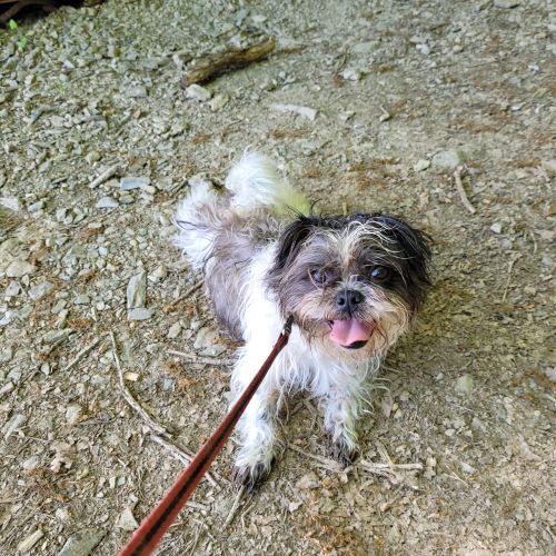 #BE2614673 - Kenzo, chien perdu à Herstal - AnimalWeb Belgique