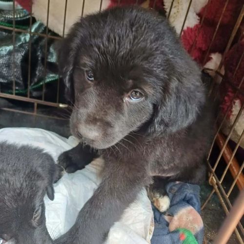 #BE2614674 - Casey, chien croisé à adopter – AnimalWeb Belgique #BE2614674 - Casey, chien croisé à adopter – AnimalWeb Belgique