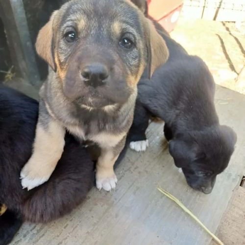 #BE2614675 - Celtia, chien croisé à adopter – AnimalWeb Belgique #BE2614675 - Celtia, chien croisé à adopter – AnimalWeb Belgique