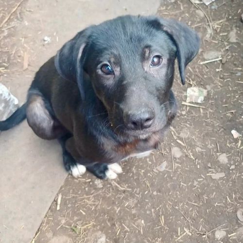 #BE2614676 - Cyrrus, chien croisé à adopter – AnimalWeb Belgique #BE2614676 - Cyrrus, chien croisé à adopter – AnimalWeb Belgique