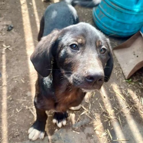 #BE2614677 - Crash, chien croisé à adopter – AnimalWeb Belgique #BE2614677 - Crash, chien croisé à adopter – AnimalWeb Belgique