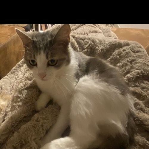 #BE2614575 - Minnie, chat perdu à Gourdinne - AnimalWeb Belgique