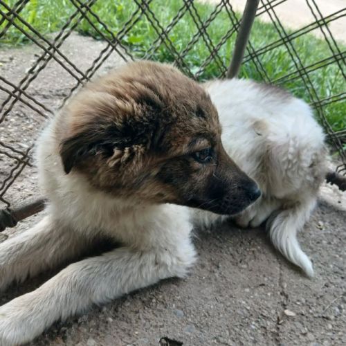 #BE2614680 -  Harper, chien croisé à adopter – AnimalWeb Belgique