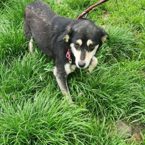 #BE2614681 -  Michonne, chien croisé à adopter – AnimalWeb Belgique