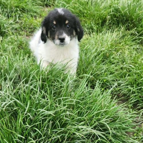 #BE2614682 -  Carol, chien croisé à adopter – AnimalWeb Belgique