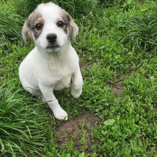 #BE2614683 -  Judith, chien croisé à adopter – AnimalWeb Belgique