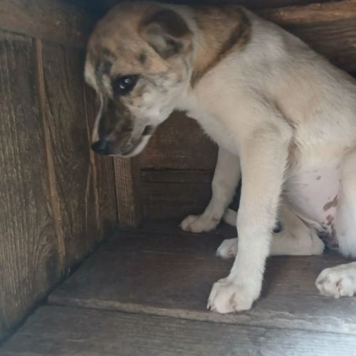 #BE2614684 -  Louna, chien croisé à adopter – AnimalWeb Belgique