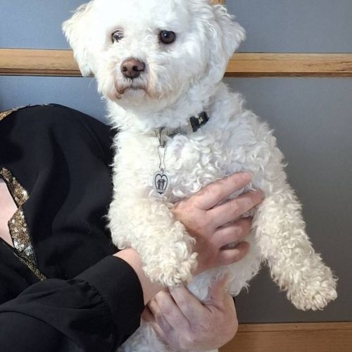 #BE2614685 - Adoptez Stella, un chien à Wiers – AnimalWeb​
