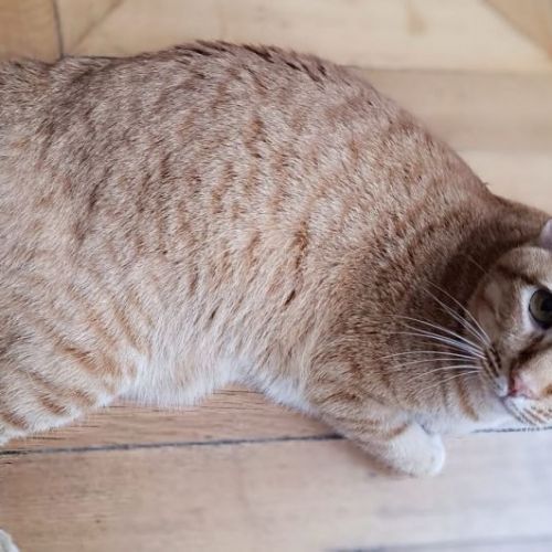 #BE2614686 - Chouchou, chat perdu à Auderghem - AnimalWeb Belgique