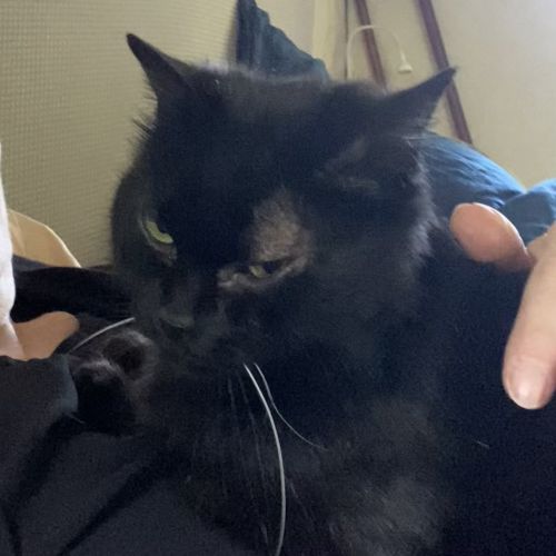 Chat perdu depuis le 16/05 elle n’est pas rentrée