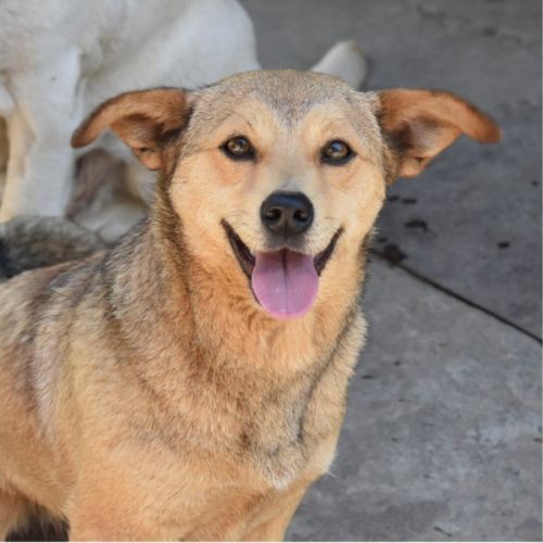 BE - Brenda - Happy Dogs Forever BE - Brenda - Happy Dogs Forever