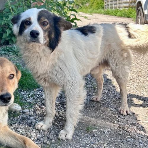 #BE2614692 - Titou, chien croisé à adopter – AnimalWeb Belgique #BE2614692 - Titou, chien croisé à adopter – AnimalWeb Belgique