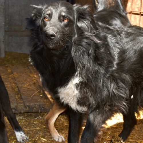 #BE2614693 - Abyss, chien croisé à adopter – AnimalWeb Belgique #BE2614693 - Abyss, chien croisé à adopter – AnimalWeb Belgique