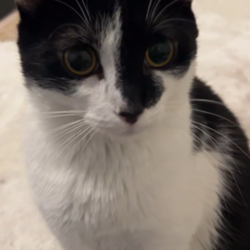 #BE2614694 - Chouquette, chat perdu à Waremme - AnimalWeb Belgique
