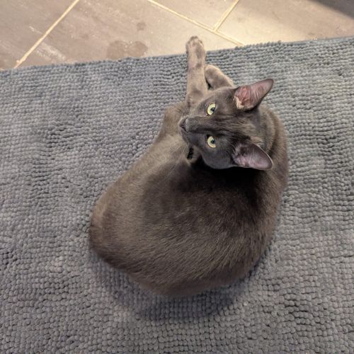 #BE2614695 - Ori, chat perdu à Moignelée - AnimalWeb Belgique