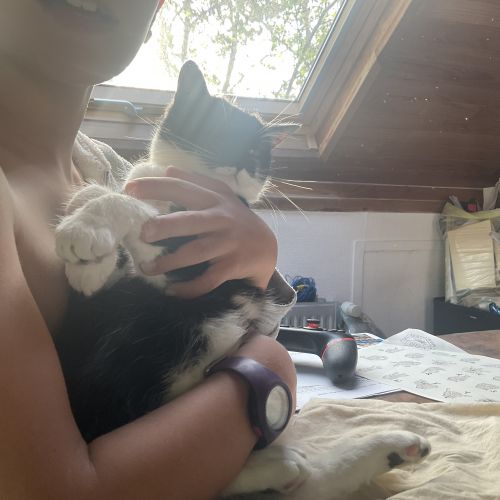 #BE2614696 - Caïpi, chat perdu à Forest - AnimalWeb Belgique