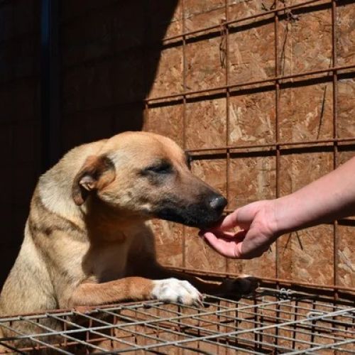 #BE2614698 -  Deline, chien croisé à adopter – AnimalWeb Belgique