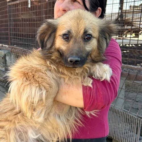 #BE2614699 -  Hunter, chien croisé à adopter – AnimalWeb Belgique