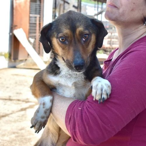 #BE2614700 -  Orion, chien croisé à adopter – AnimalWeb Belgique