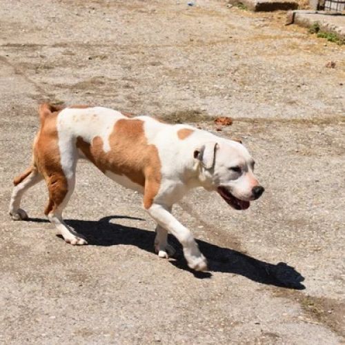 #BE2614701 -  Nikita, chien croisé à adopter – AnimalWeb Belgique