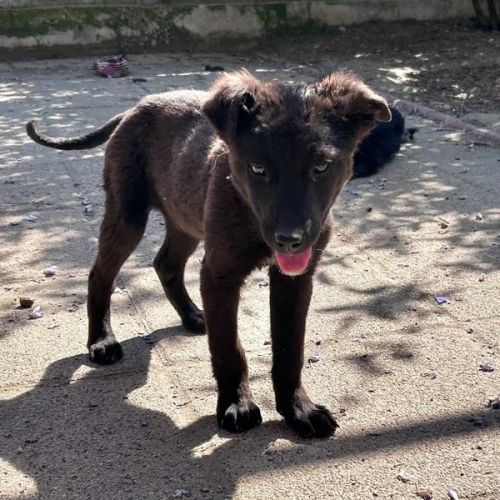 #BE2614702 -  Stormy, chien croisé à adopter – AnimalWeb Belgique