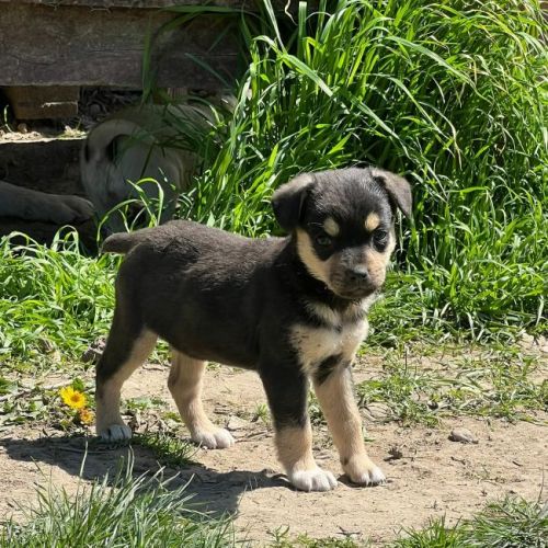 #BE2614703 -  Maggie, chien croisé à adopter – AnimalWeb Belgique