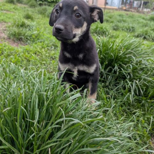 #BE2614704 -  Glenn, chien croisé à adopter – AnimalWeb Belgique