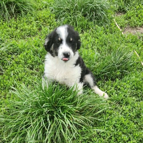 #BE2614705 -  Negan, chien croisé à adopter – AnimalWeb Belgique
