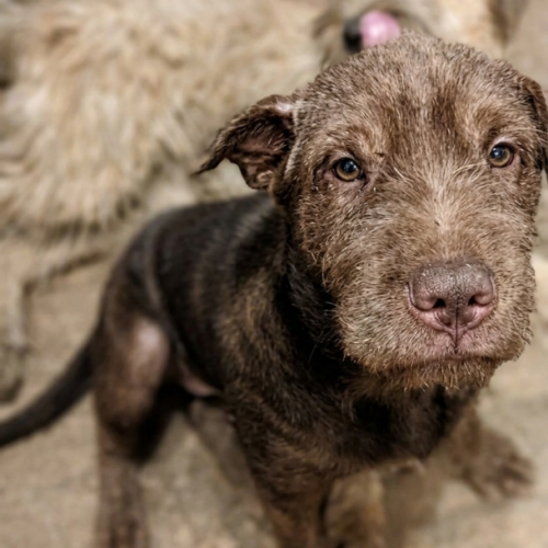 #BE2614706 -  Mollie, chien croisé à adopter – AnimalWeb Belgique